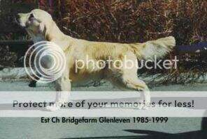 Fin & Est Ch Bridgefarm Glenleven