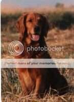 WR Mioak's Kiefer Ginger Snap Am/Can *** WR Mioak's Kiefer Ginger Snap Am/Can ***