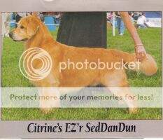 Citrine's EZ'r SedDanDun Citrine's EZ'r SedDanDun