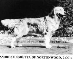 Amirene Egretta Of Nortonwood Amirene Egretta Of Nortonwood