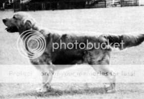 Bryanstown Yeoman Of Delcott Bryanstown Yeoman Of Delcott