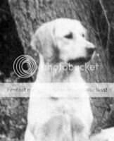 Gillbryan Kollete Of Halebourne JW