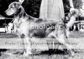 Ch. Westbury Golden Pine Escapade Am/Can Ch. Westbury Golden Pine Escapade Am/Can
