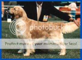 Aust. CH. Perrecca Dorchester Aust. CH. Perrecca Dorchester