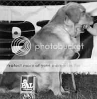Aust Ch Karrell Carbon Copy Aust Ch Karrell Carbon Copy