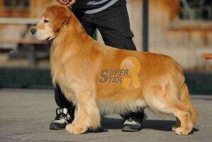 PRC-CH Superstar's Big Trouble(Tasso of Superstar Kennel