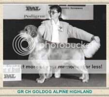 Aust Grand Ch Goldog Alpine Highland