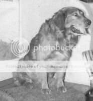 Mackamber (son of Northland's Sandy)