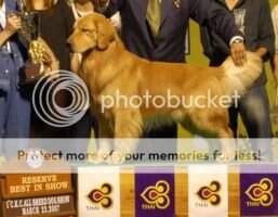 BISS. Th. Ch. Faera's Be A Star At Goldenarmy BISS. Th. Ch. Faera's Be A Star At Goldenarmy