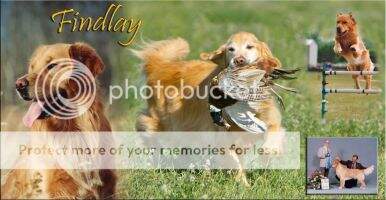 Goldcker's 1Drdog To The Rescue RN AGI WCI DD SHDM FDCH NJC