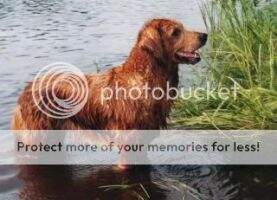 Copper Sundance Molly