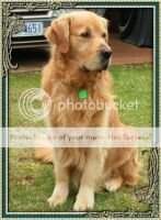 Aust. CH Waterwisp Dream Catcher