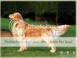 Baylor's Steadfast Tin Soldier Baylor's Steadfast Tin Soldier