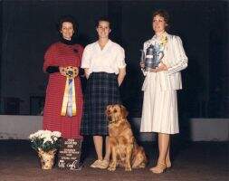 & Oriana Felicia's Brittany Can.WC Am.CDX