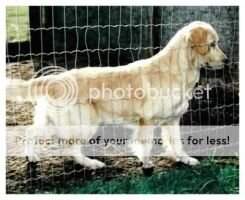 Remital's Goldenquest Jessie