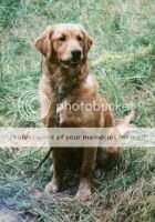 Midas' Mr Beau Jangles
