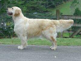 MBISS NZ CH Sandlewood Lady-Godiva MBISS NZ CH Sandlewood Lady-Godiva