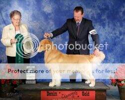 /PRC-CH Xing Yuan Golden Spirit's Tommy