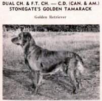 Can.Dual Ch. Stonegates Golden Tamarack Am./Can. Can.Dual Ch. Stonegates Golden Tamarack Am./Can.