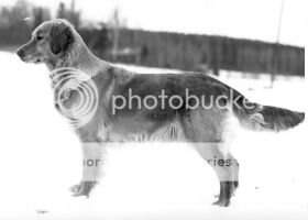 INTUCH NORDUCH Country Boy Golden Kay