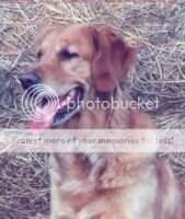Golden Prairie Lucky Charm WCI