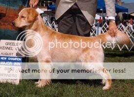CH. Goldstorm Grand Marshall