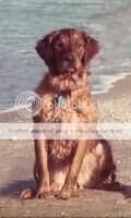 Marscher's Honeybear