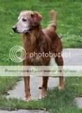 Corbec W.L. Ruff Rider
