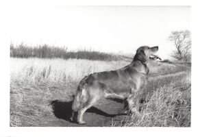Oriana Fantasia Can.CDX