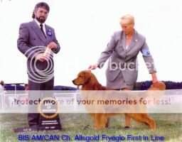 AmCan CH. Allsgold Fyreglo First In Line AmCan CH. Allsgold Fyreglo First In Line