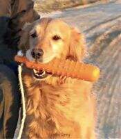 Sunfire Risingstar Gingrbear Sunfire Risingstar Gingrbear