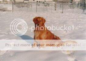 HR Gadabout's Endless Summer Therapy Dog (TDI)