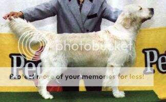 /Pl Ch. Blade Bodie of Blue Erinor Best Golden retriever 1999 Club winner /Pl Ch. Blade Bodie of Blue Erinor Best Golden retriever 1999 Club winner
