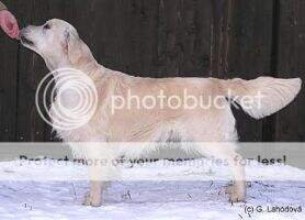 MCH CZ CH CZ+SK+PL Blues Who's Who v.d. Beerse Hoeve Winner of Spec.show MCH CZ CH CZ+SK+PL Blues Who's Who v.d. Beerse Hoeve Winner of Spec.show