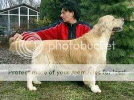 J.Ch.Pl. J.W.CL.Pl.,Ch.Pl,3x CACIB, 2x Res. CACIB HARDY ALWIN Golden Erinor
