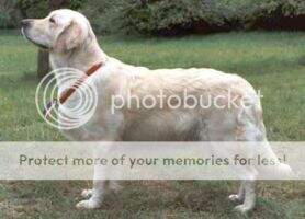 ICH, MCH, CH CZ + SK + PL Fiona of Blue Erinor Club winner, National winner, Winner of Spec.show