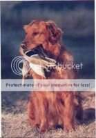 MOTCh Charmlee's Marshland Ruger