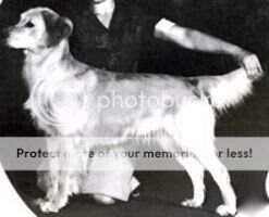 Beckwith's Gillia