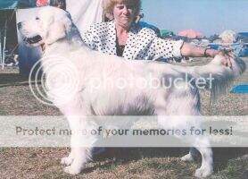 Goldtreve Gamekeeper Goldtreve Gamekeeper