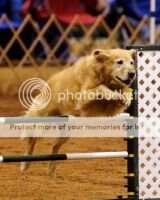 Amigold Gingrock Texas Topaz RN NF AAD MXP2 MJP2 Amigold Gingrock Texas Topaz RN NF AAD MXP2 MJP2