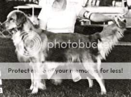 Walgene's Amy Of Willow Acres