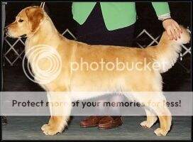 UCDX SHR AM/CAN/UKC CH Kamaglo A Brief Encounter Am/Can UCDX SHR AM/CAN/UKC CH Kamaglo A Brief Encounter Am/Can