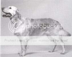 Dutch Ch. Ginny's Getty v.d. Drunenborgh W'82 Dutch Ch. Ginny's Getty v.d. Drunenborgh W'82