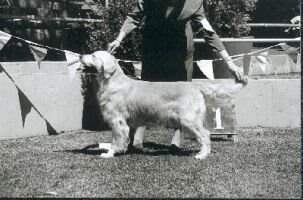 Aust. Ch. Heathermist Commander Aust. Ch. Heathermist Commander