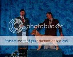 BPIS/BPISS Goldhaven's Okeechobee Vicki