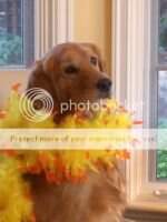 Saffron's Charleston Chew