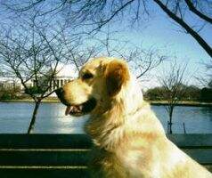 Gaylan's USMA Golden Vision
