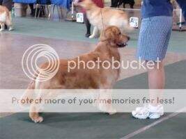 Tamerlans Topgun O'Clitheroe CDI Amer Tamerlans Topgun O'Clitheroe CDI Amer