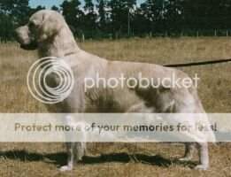 Aust. & NZ Ch. Dalius Bandmaster