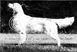 Ch. Leithfield Inspiration